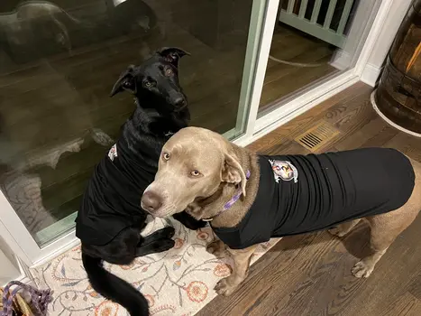 Corspice Dog T shirt