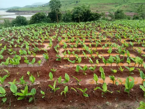 Family Subscription 3 Bottles of Turmeric + 60 capsules